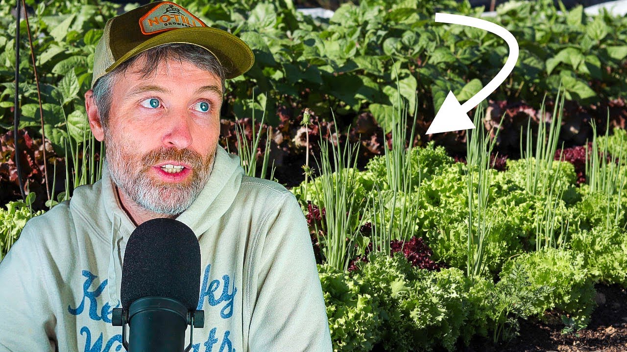 Why You Shouldn’t Interplant With Onions + BUT ALSO Polycultures are Still Important
