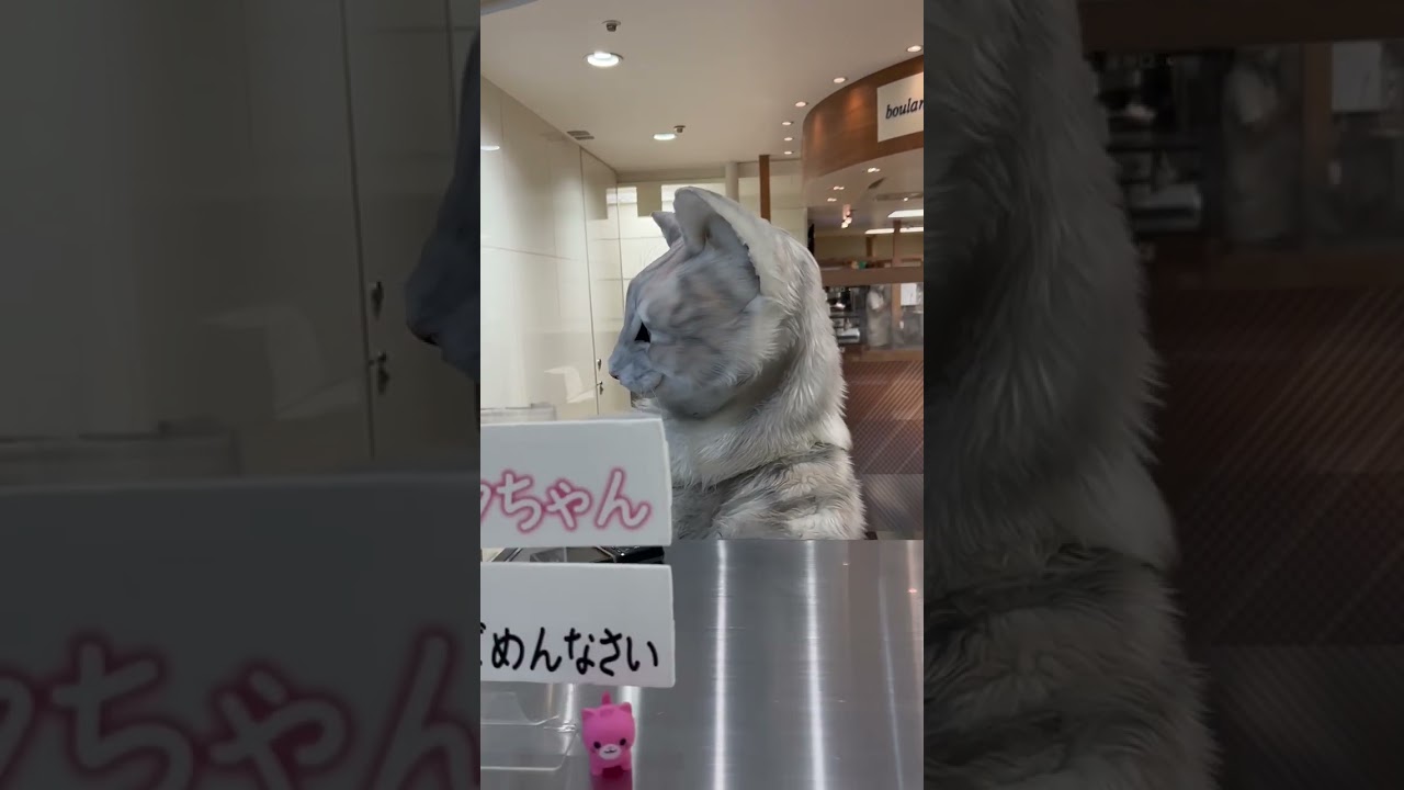 坂の上の猫プリン🍮ミクちゃん