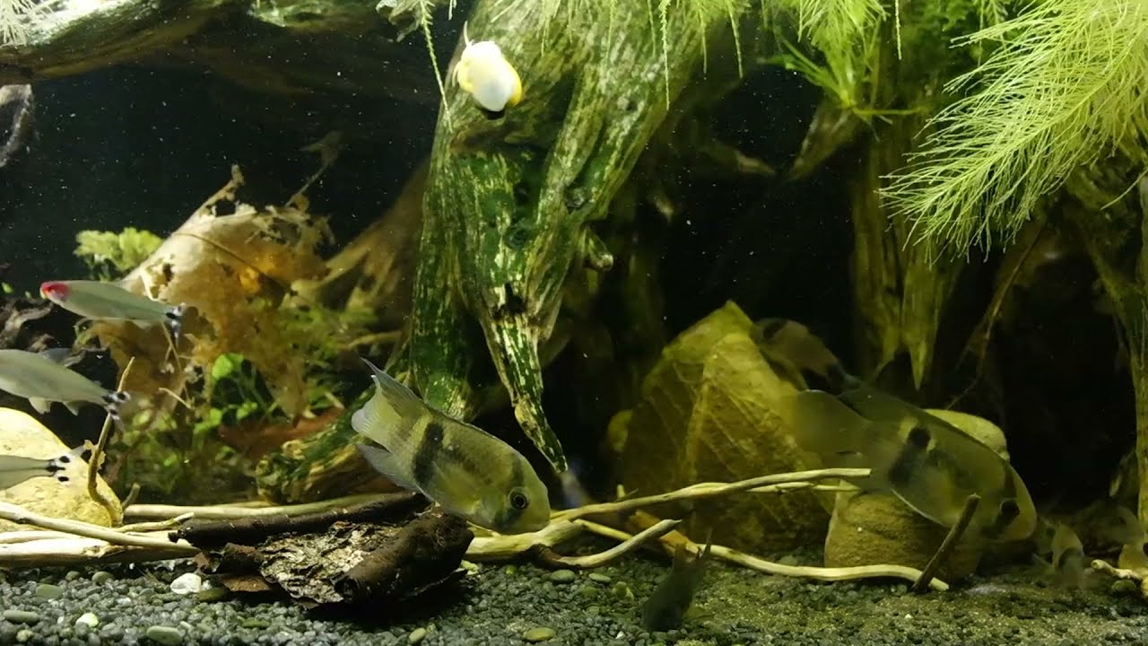 Akara z Maroni / Cleithracara maronii