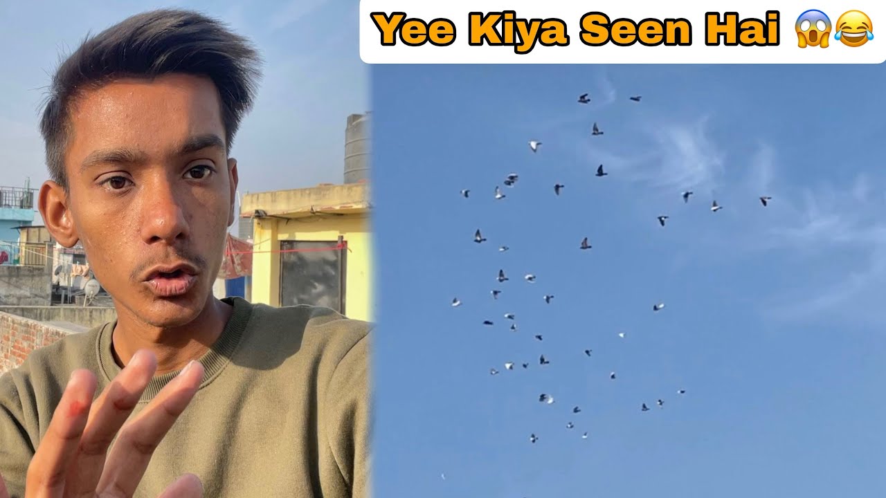 बहुत सारे कबूतर भर के लिए आए आगे से😂😱