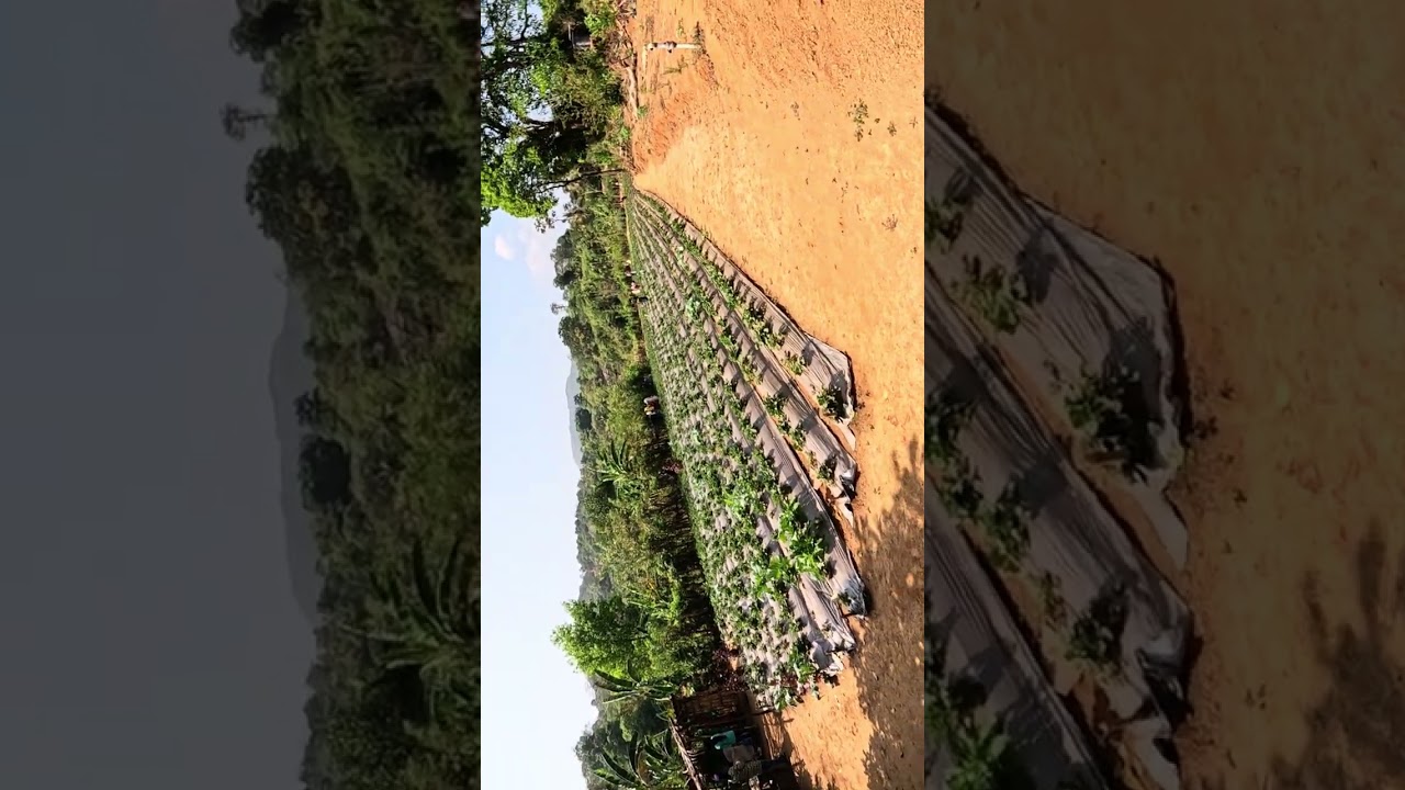 My Day at Netravadi 🍓Strawberry🍓 Farm