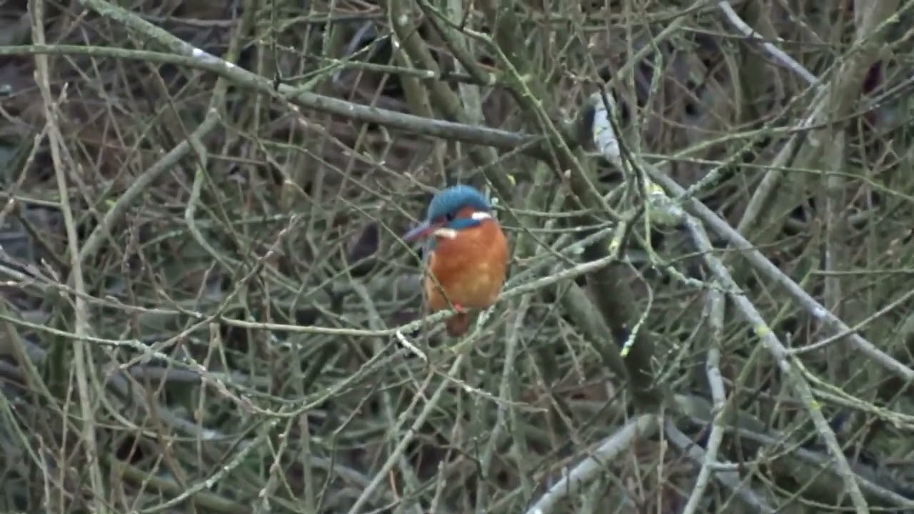 ijsvogel 2025-01-07