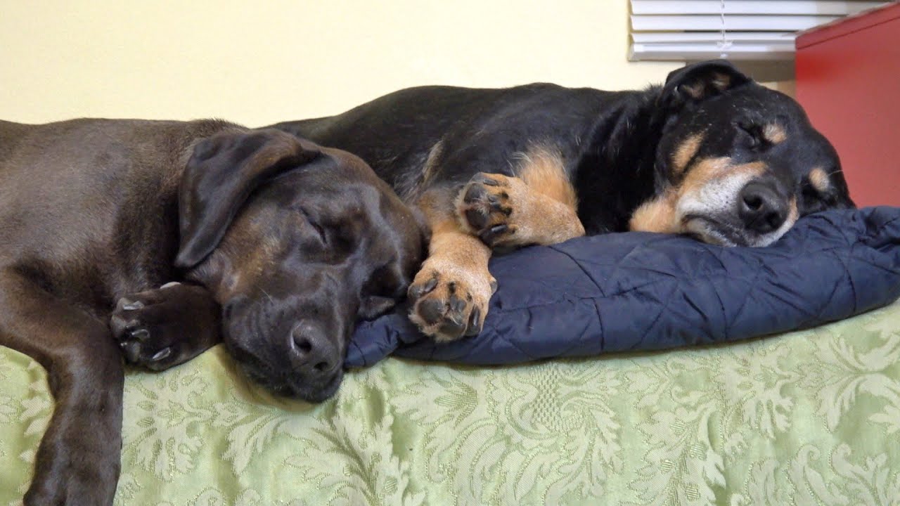 How Two Dogs Rescued From Death Became Best Friends | Howl Of A Dog