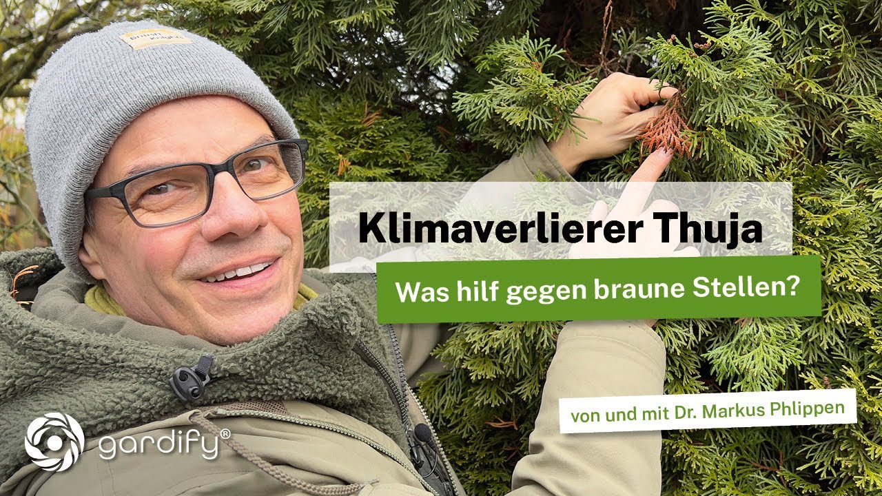 Hilfe meine Thuja wird braun: Warum Thuja im Klimawandel verliert und wie man helfen kann!