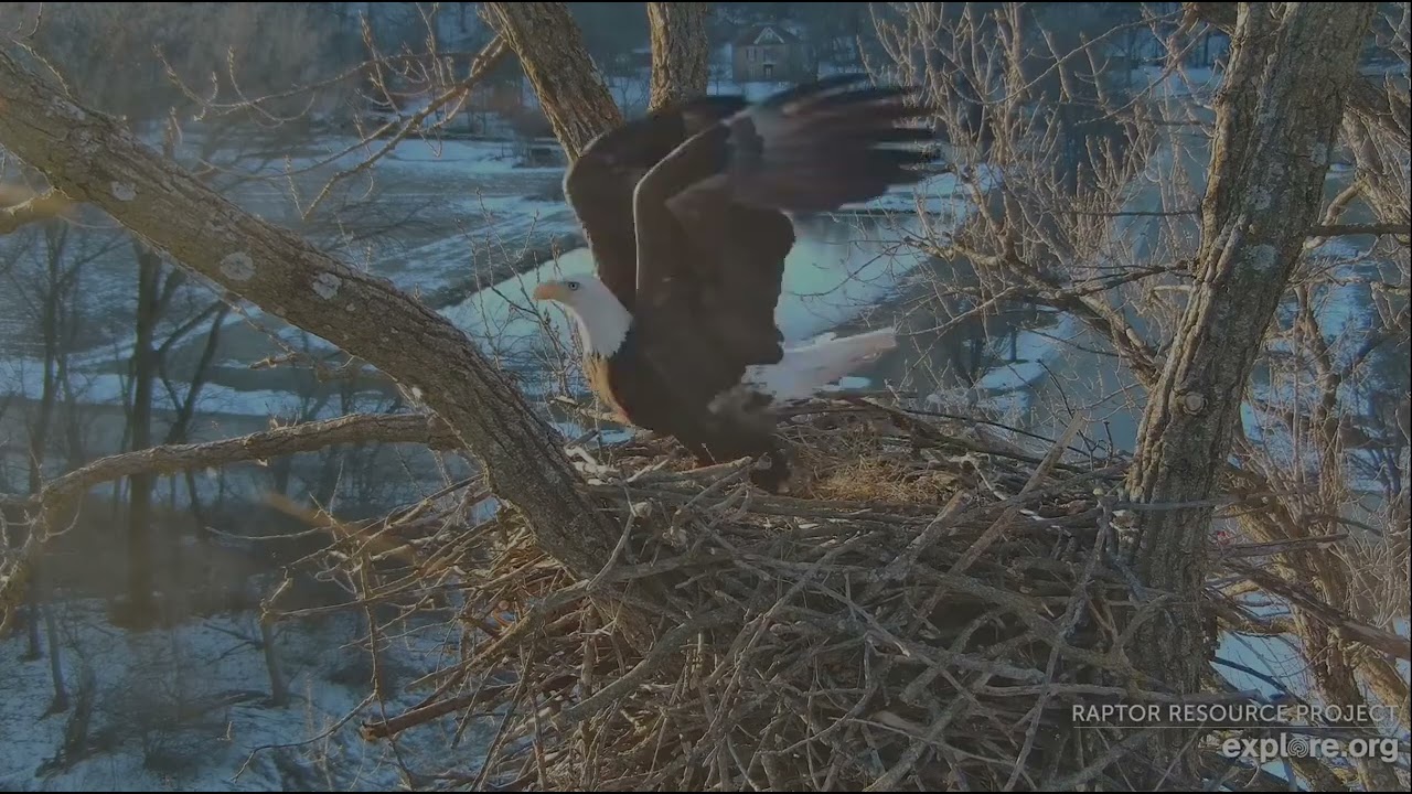 Decorah Eagles 2-7-26 HD & HM2 on the nest then perching together, good light, beautiful couple