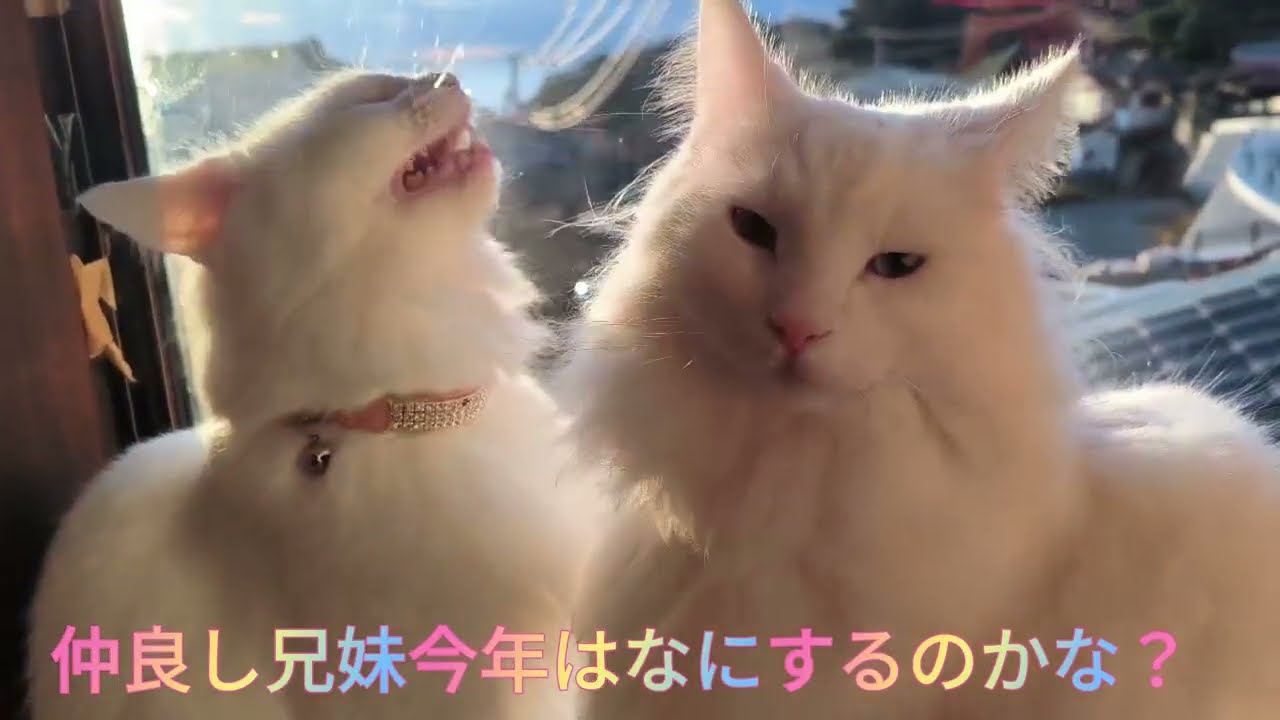 白猫たちと迎える初日の出｜ゴールデンレトリバーと初詣の朝