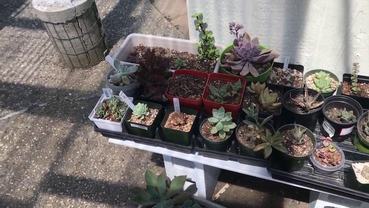 HOW TO SPEED UP SUCCULENT PROPAGATION PART 4 (UPDATE) one Month