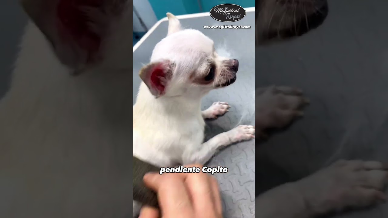 Este CHIHUAHUA es una FIERA - Magistral Royal