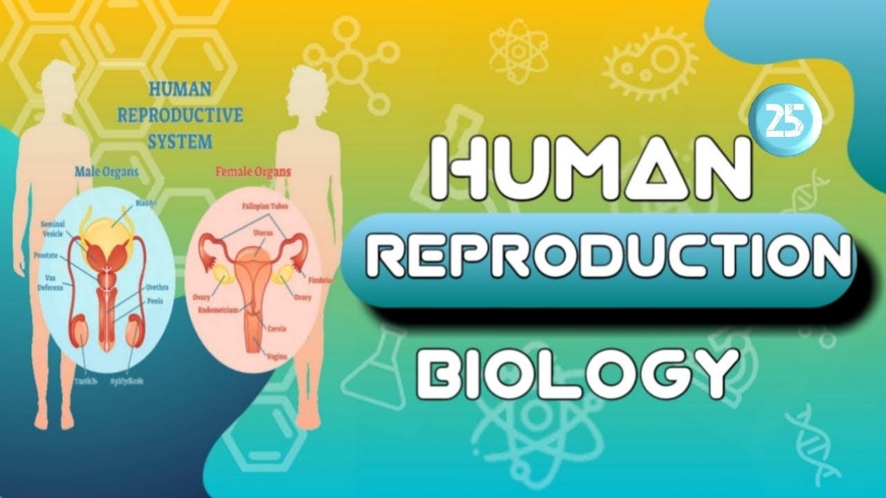 Human Reproduction | Extraembryonic Membrane | Part 25 | NEET | AIIMS | CSIR | 12th Board