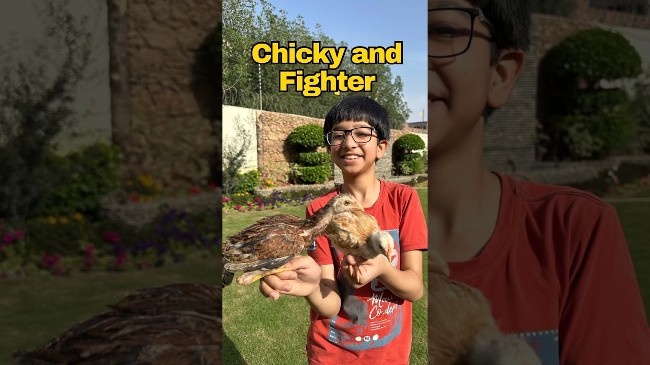 Aseel and Desi Chick🐥🐥#aseel #trending #desi #chicken