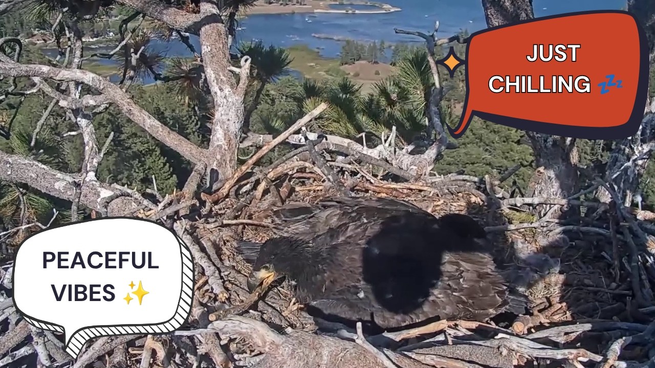JUST CHILLING! 🥹 Sandy & Luna's Most Relaxed Day at the Nest! | Big Bear Bald Eagles 2026