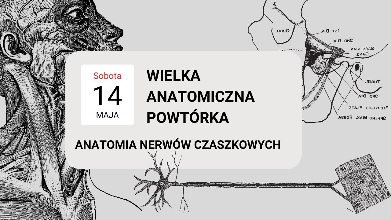 Anatomia nerwów czaszkowych | Wielka Anatomiczna Powtórka