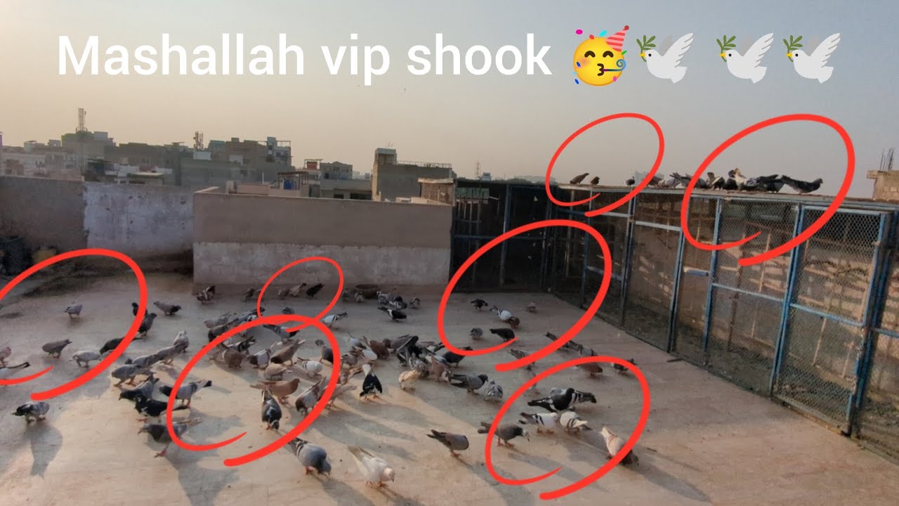 Mashallah shook dakho bhai aj ka 🥳🥳🥳🕊️🕊️🕊️