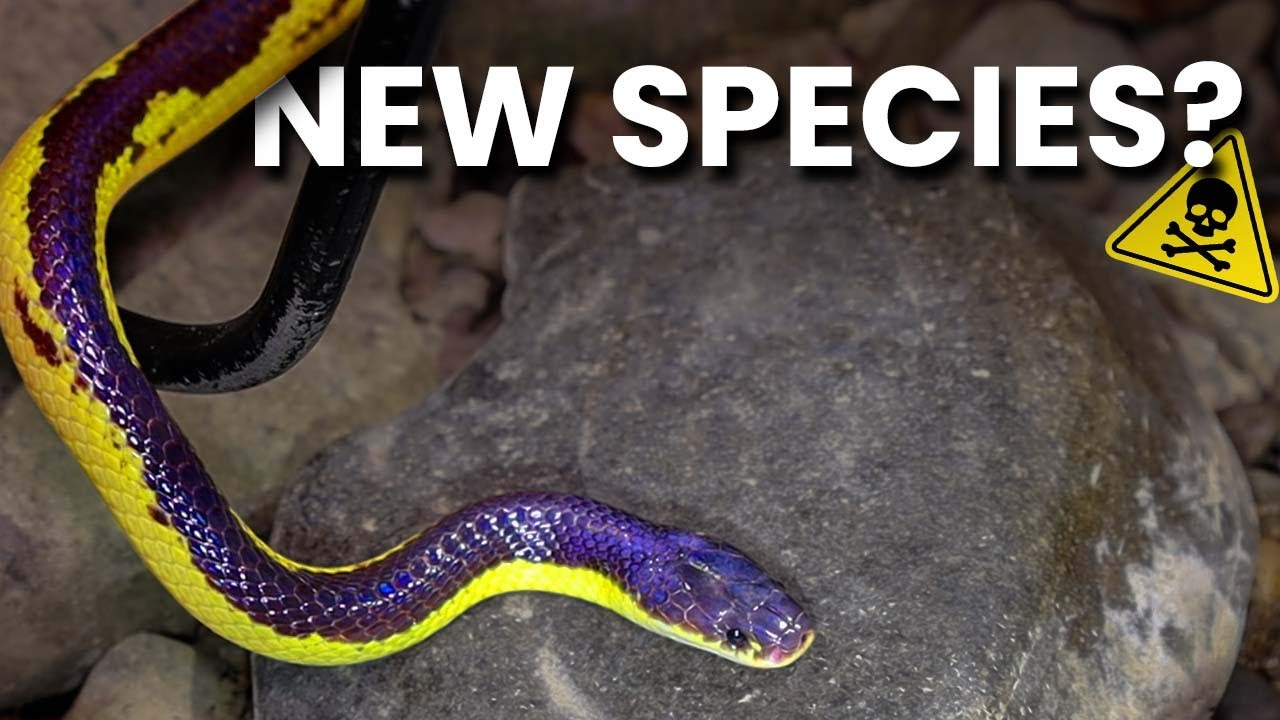 INSANE rare Blue Krait! Possible new species? Herping Thailand