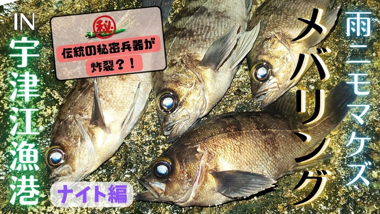 【メバリング】雨ニモマケズ？！ 宇津江漁港で根魚と遊ぼう ーナイト編ー　2024年3月