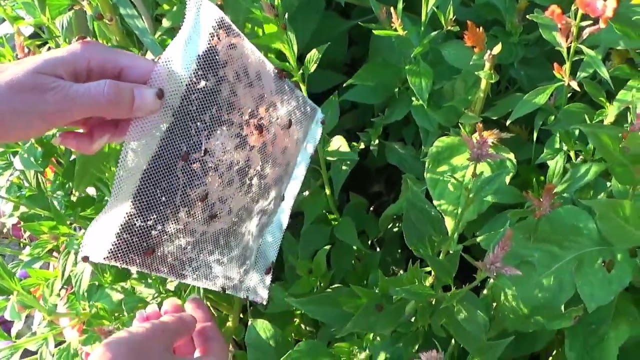 Battling Spider Mites, Whiteflies And Aphids With Ladybugs, Ladybug Release In The Greenhouses