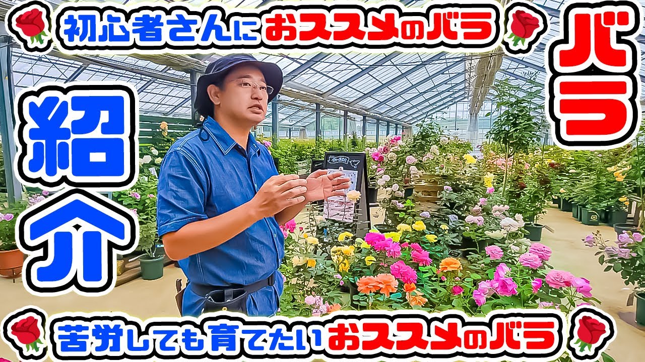 【初心者さんにおススメのバラ🌹】たくさんございます! &【苦労しても育てたいおススメのバラ🌹】高木大輔さん