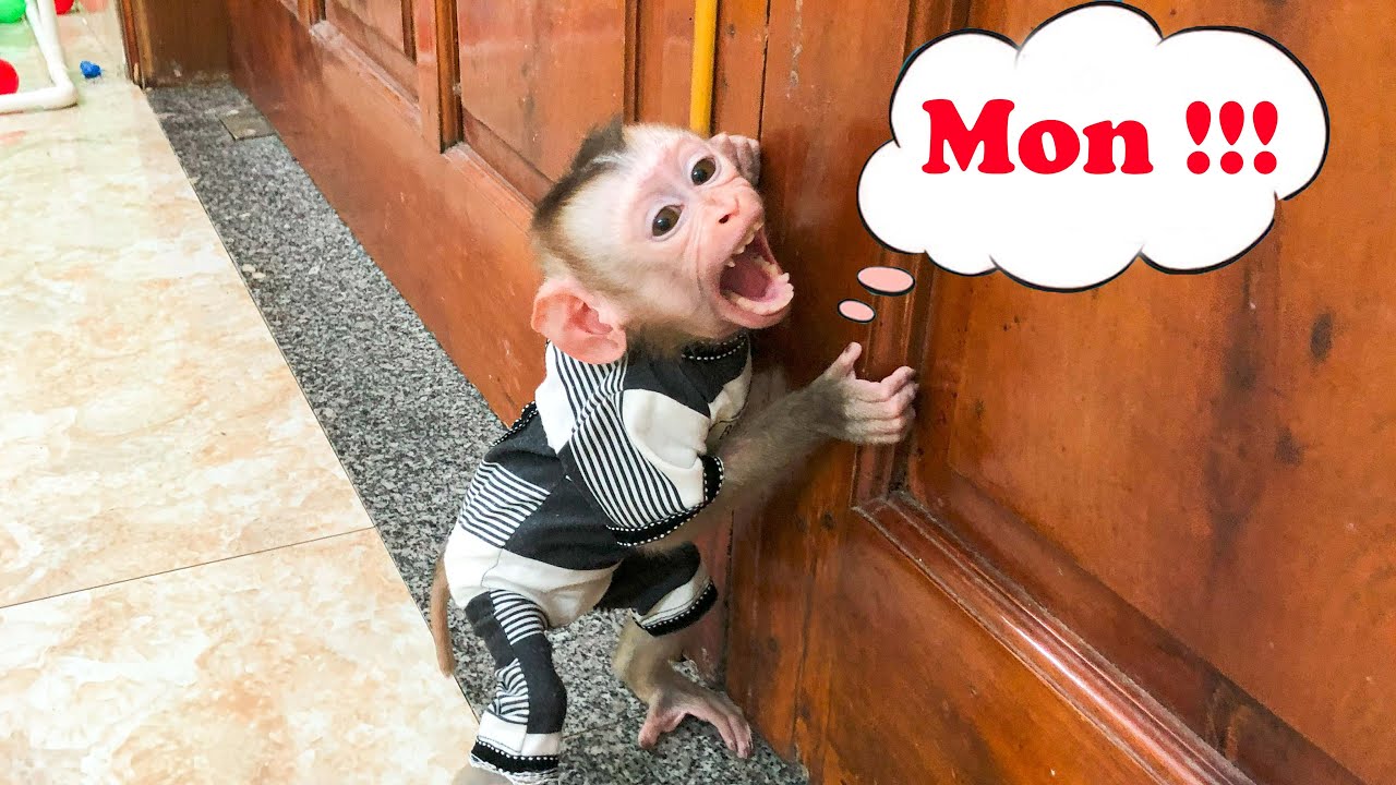 Monkey Bin is alone at home without his mother