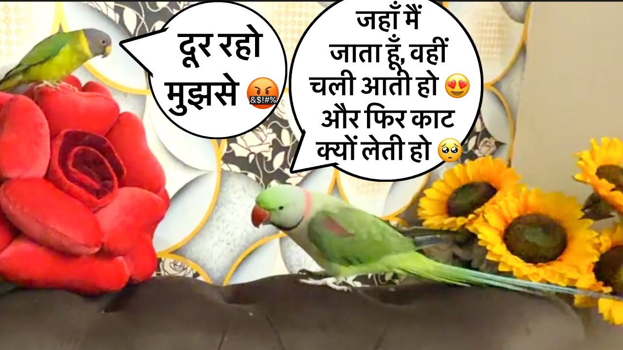मम्मी मेरे पास रहती हो तो मुझे ट्वीटी 🐥से डर नहीं लगता 🦜😍बोलने वाला तोता 🦜 Talking Parrot 🦜 