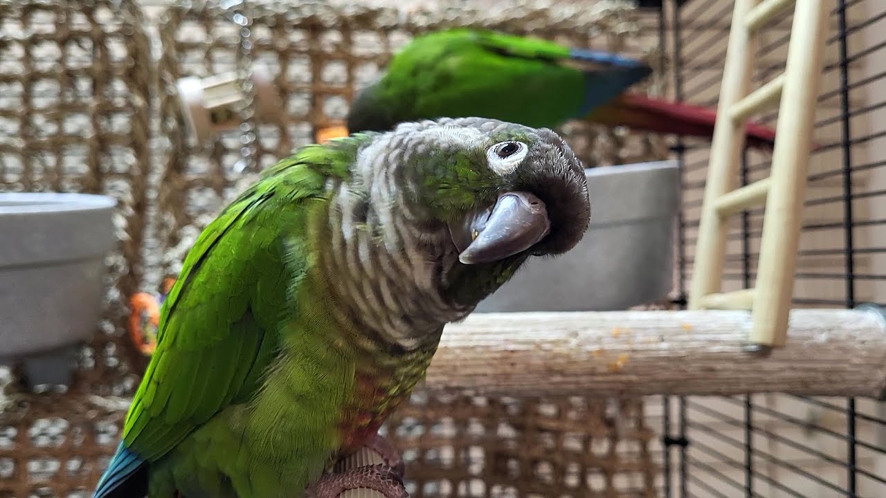 happy conure parakeet sounds