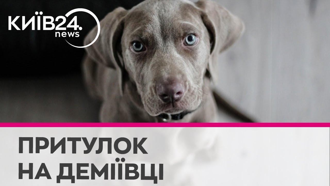 В Києві хочуть закрити найстарший притулок для тварин на Деміївці