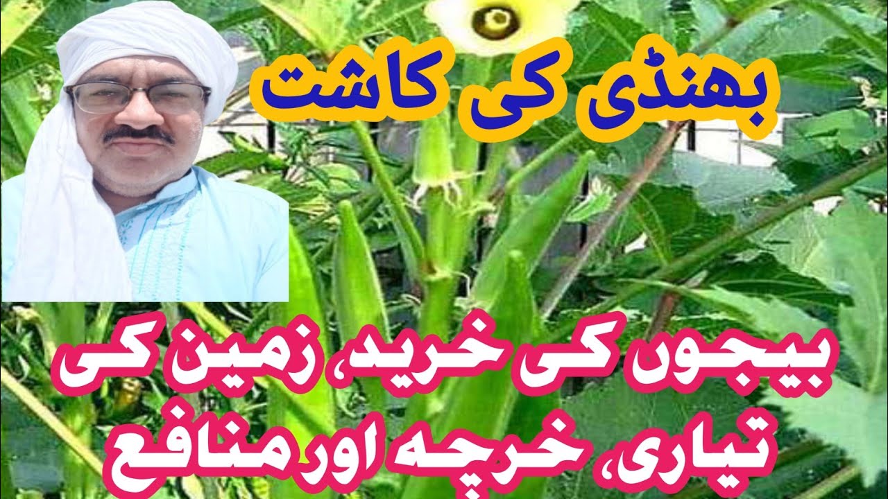 Bhindi Ki Kasht Mein Nafa٫ Profit and Tips  for Okra (بھنڈی) Farmers | Bhindi Ki Kasht Mein Kamyabi