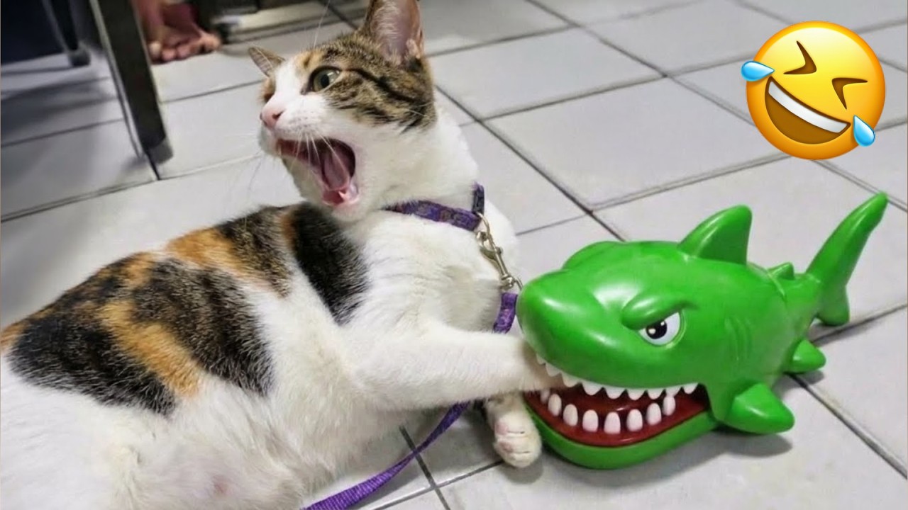 Estos animales divertidísimos te harán llorar de la risa 🤣
