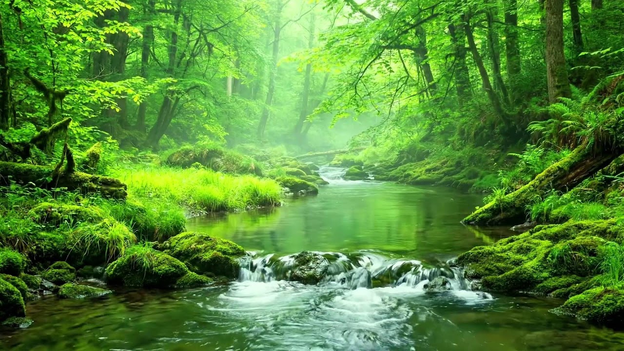 Healing the Soul with Gentle Forest Stream and Birdsong, Ten Hours of White Water Noise for Calm