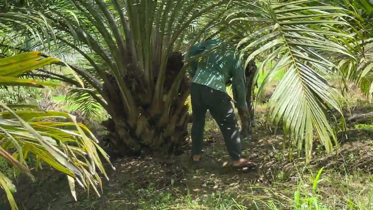 Panen sawit yangambi buahnya besar-besar kayak gini bikin senang petani sawit
