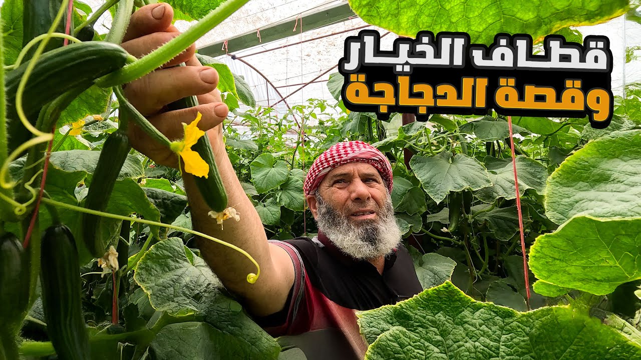 موسم قطاف الخيار والطماطم وماذا طبخنا على الدجاجة التي كسرت فخارة ابي