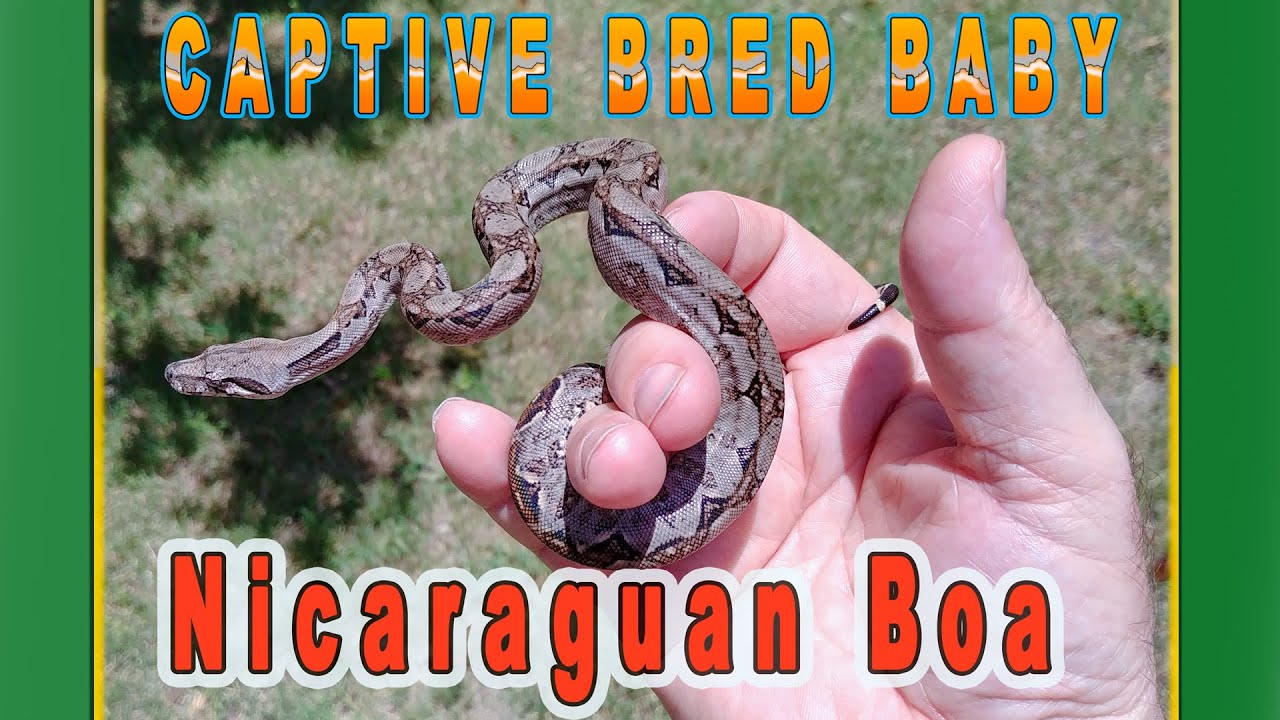 A look at the Nicaraguan baby Boa for a pet