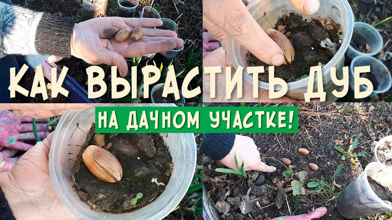 Как вырастить из желудя дубок!