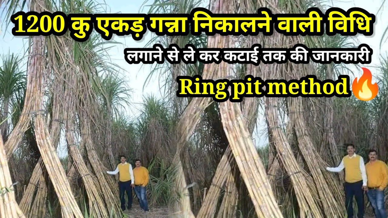 रिंग पिट मैथड | कैसे 1200 कुंतल/ एकड़ गन्ना निकाल रहे है लोग | Ring pit method of sugarcane