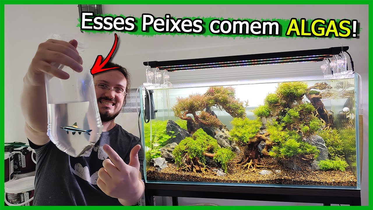 Coloquei um Peixe que come ALGAS no Aquário de Jardim Japonês!