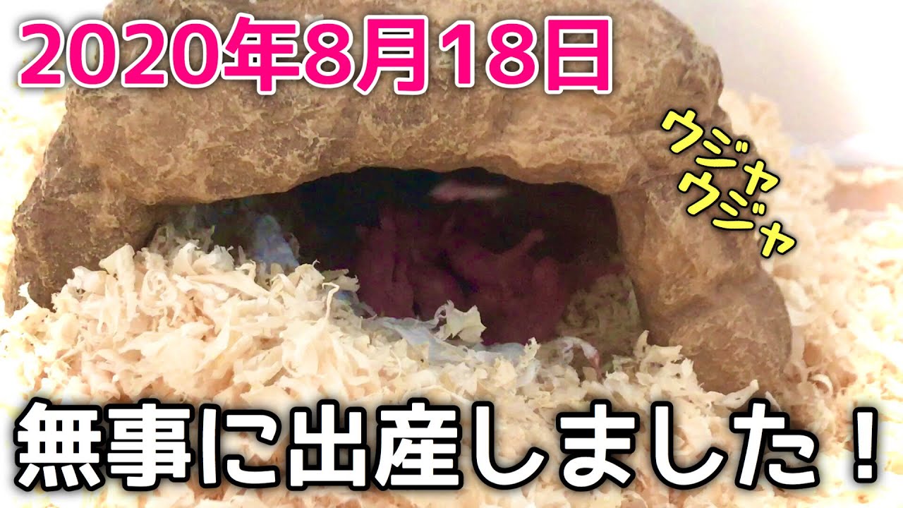 【出産】クロクマハムスター『うにこ』母になる！！キンクマハムスター『おいも』も父になる！！そして僕は嬉しくなる！！ありがとう全ての事よ。【感動】