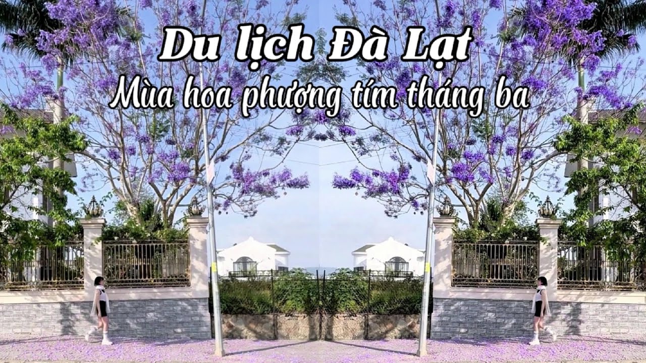 Du lịch Đà Lạt: mùa hoa phượng tím rợp trời tháng 3 | Kim Liên Pi-Vi