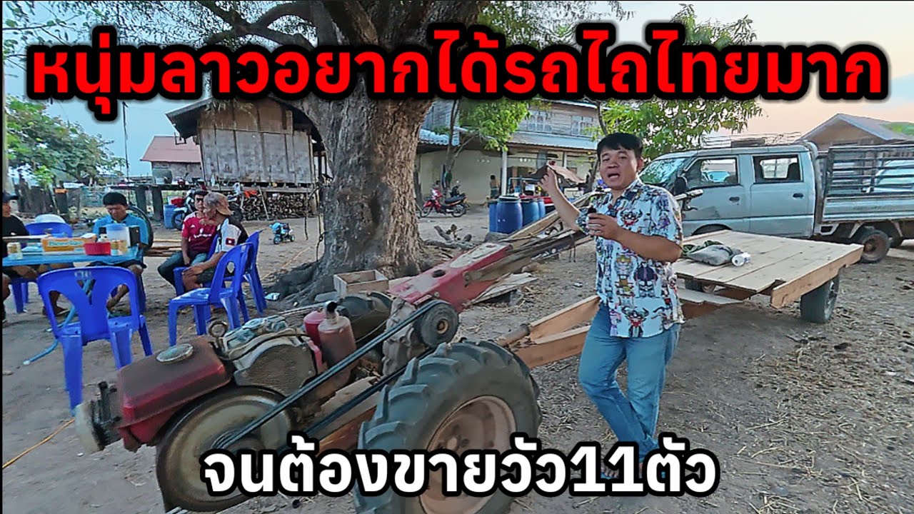 ขายวัว11ตัวเพื่อซื้อรถไถไทยคนลาวชอบรถไถไทยเพราะทนกว่าของจีน