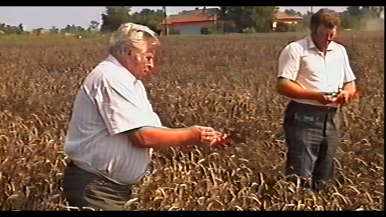 Kömlői Május 1 MGTSZ egy munkanapja  (1991.08.24 )