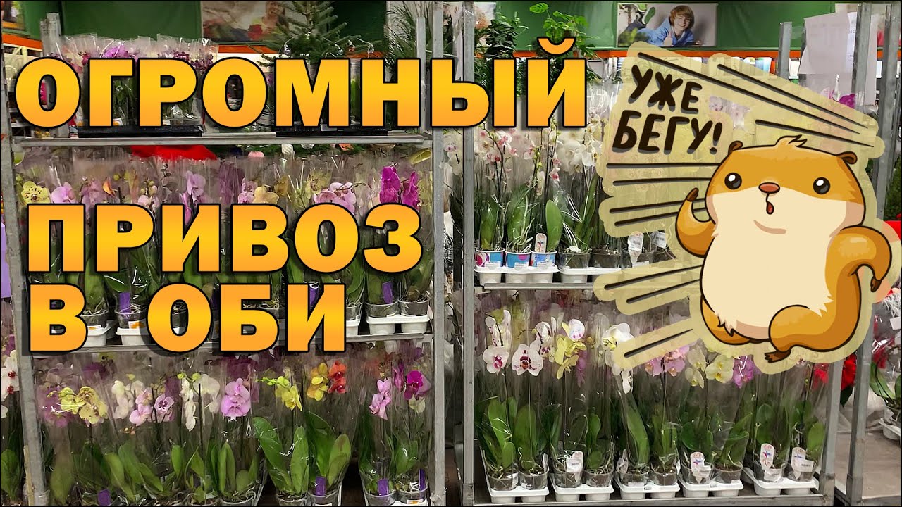 СПЕШИТЕ в ОБИ! НОВЫЙ СУПЕР-ПРИВОЗ орхидей. Информационный трейлер к последующему обзору.