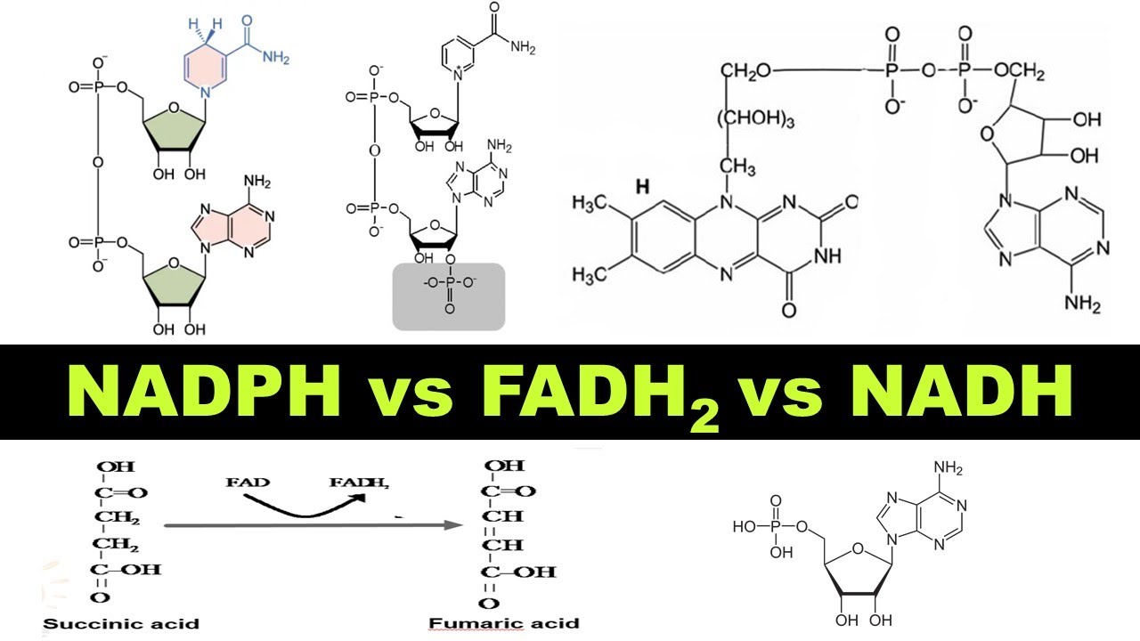 NADH vs FADH2 vs NADPH | Structure & functions of Coenzymes | Dr Ghanshyam Jangid
