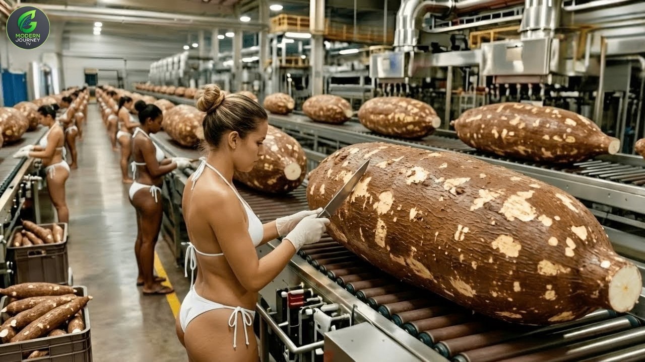 Inside China’s Giant Cassava Flour Factory – Full Process