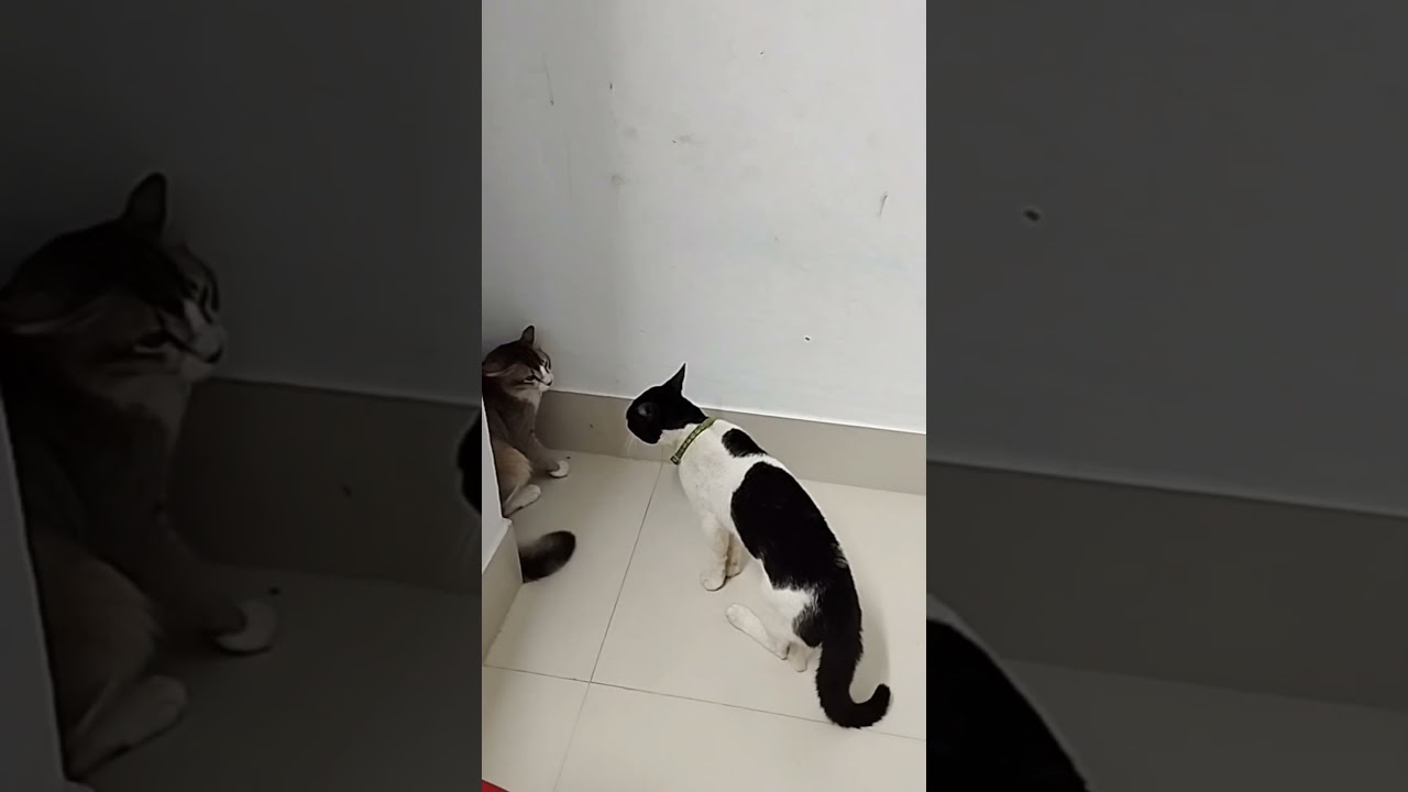 Cat Growling and Hissing | Angry cat