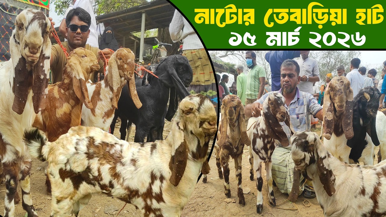 আজকের নাটোর তেবাড়িয়া হাট থেকে ছাগলের দাম জানুন goat market natore