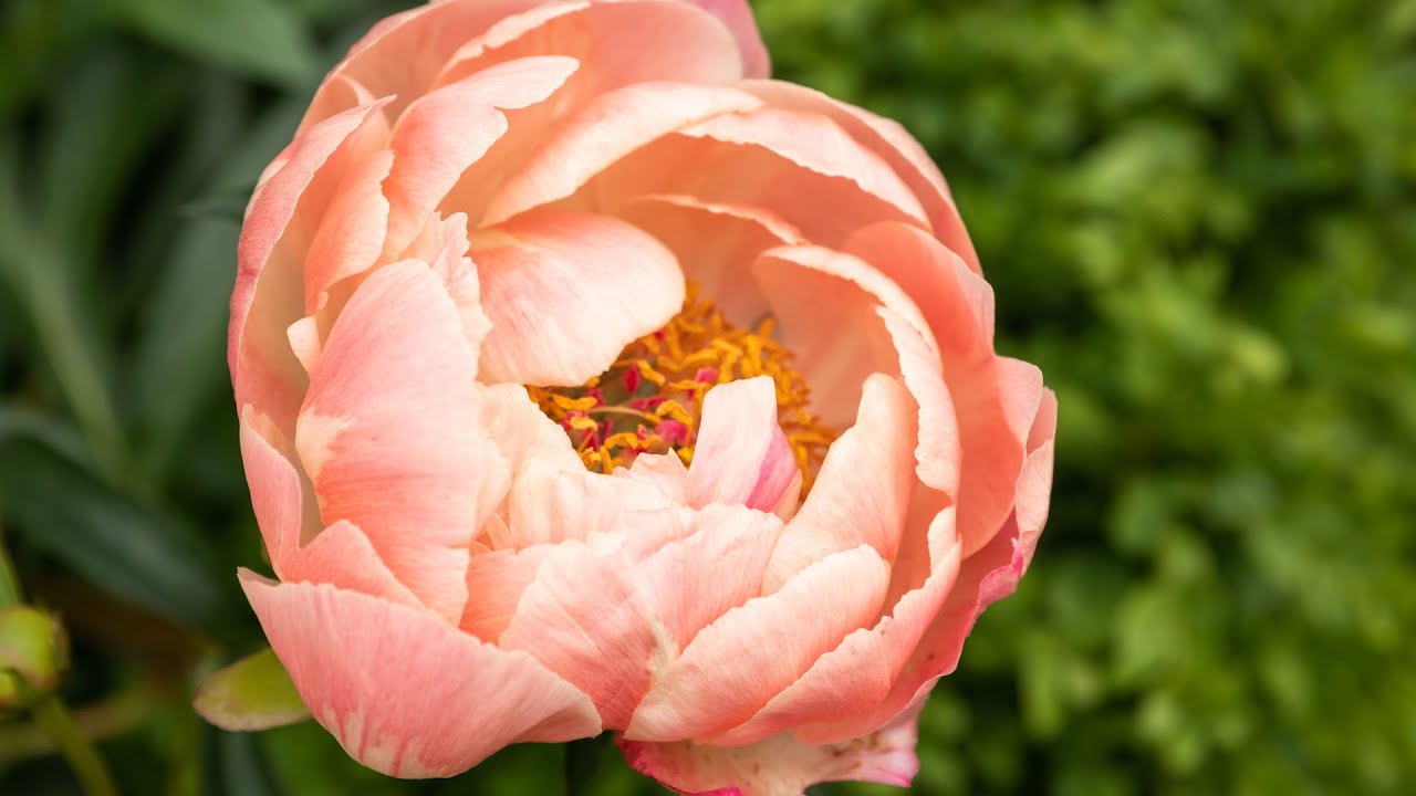 How to Transplant Peonies