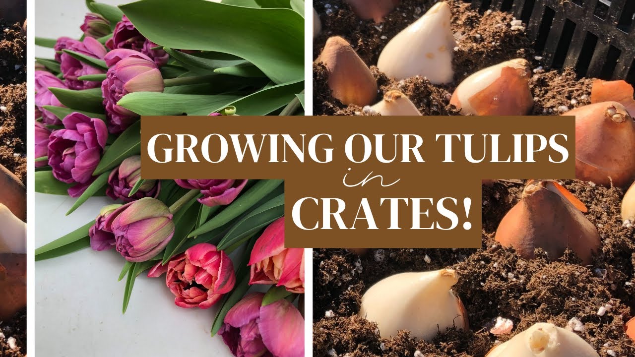 Planting Tulip Bulbs in Crates: Why We're Forcing Tulip Bulbs this Year!