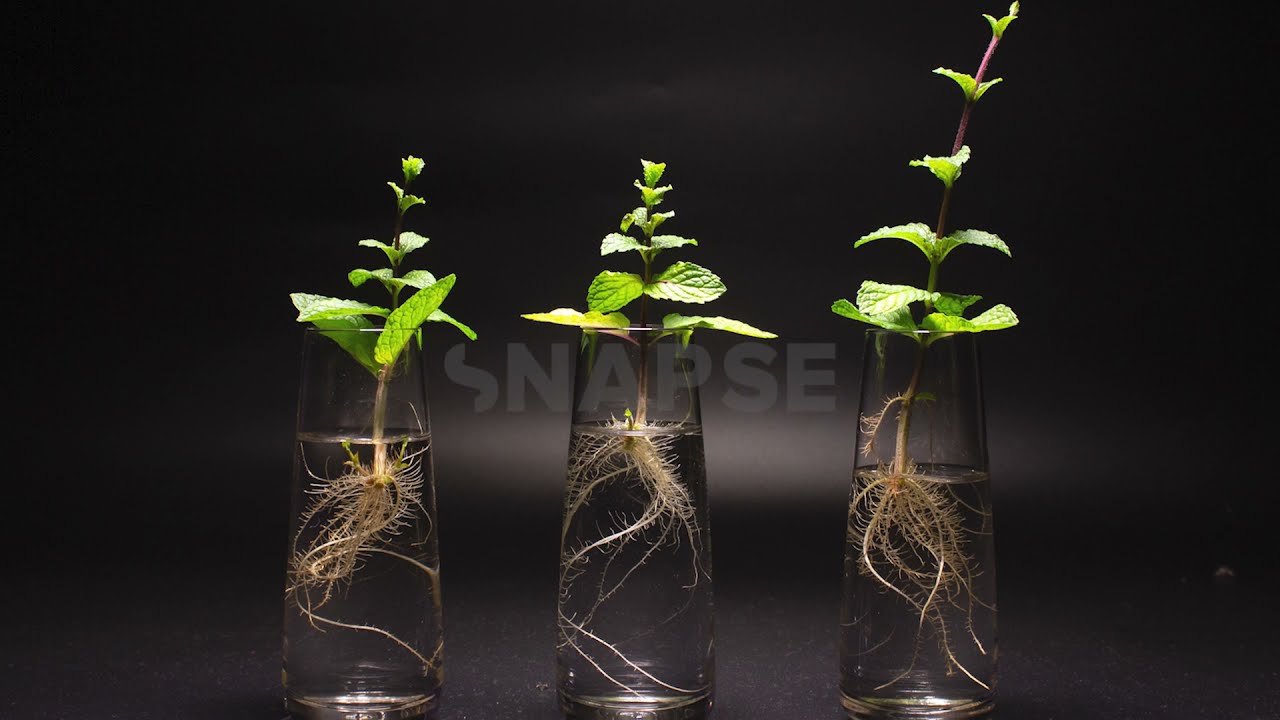 Peppermint Timelapse - Propagating in water 14 days (Growing store bought herbs)