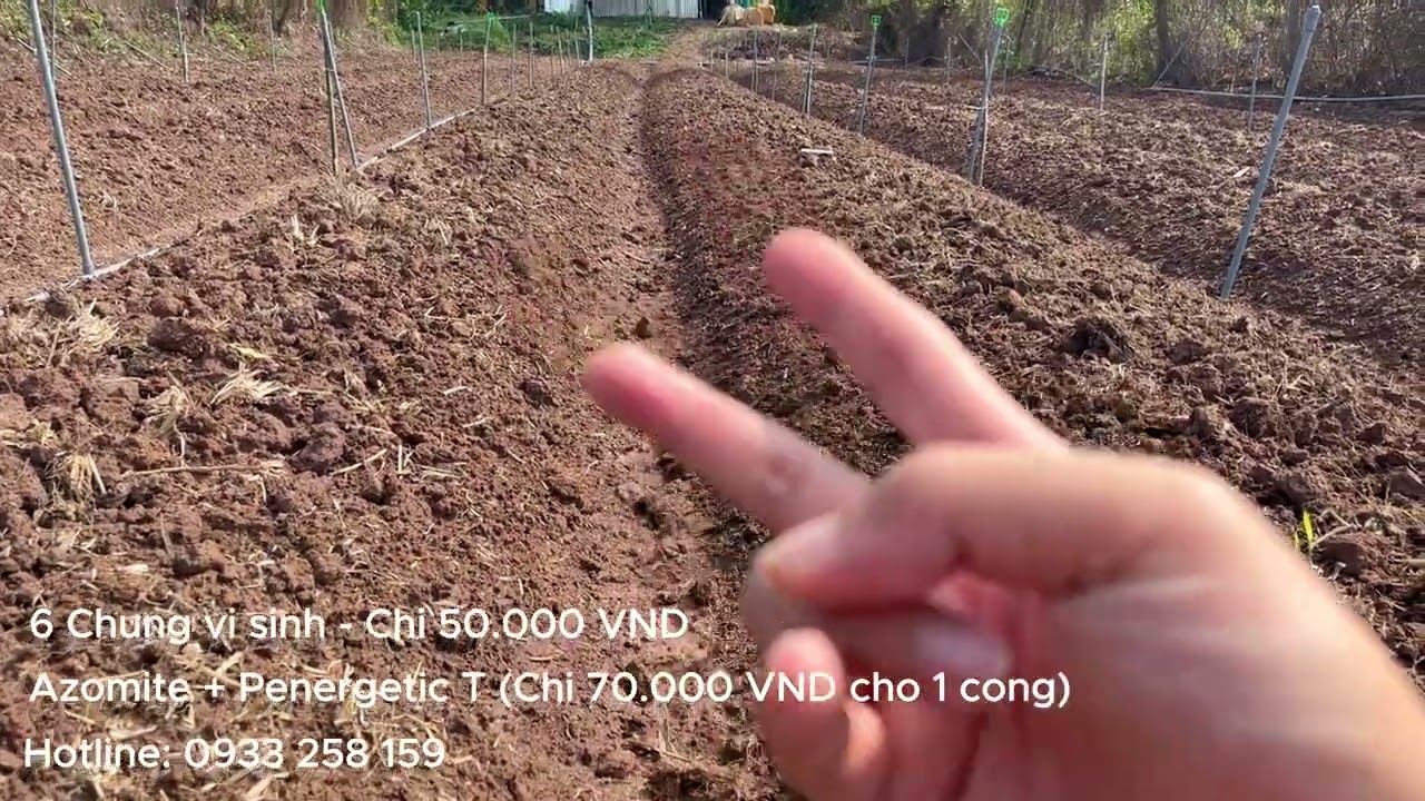 MẸO XỬ LÝ GIÚP ĐẤT NGÀY CÀNG TƠI XỐP KHI TRỒNG HÀNH - HOTLINE: 0939 706 406
