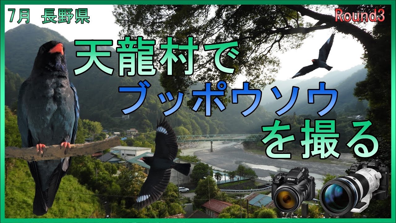 7月　天龍村でブッポウソウを撮る　　野鳥撮影　OM-1 P1000