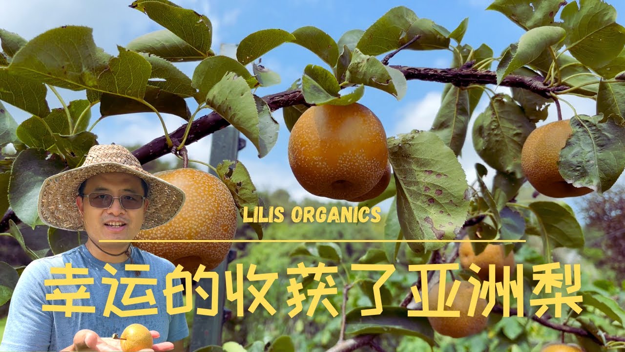 幸运的收获了亚洲梨，又摘了葡萄，明年要像种菜一样把果树也种好 | 推荐最容易的果树 #亚洲梨