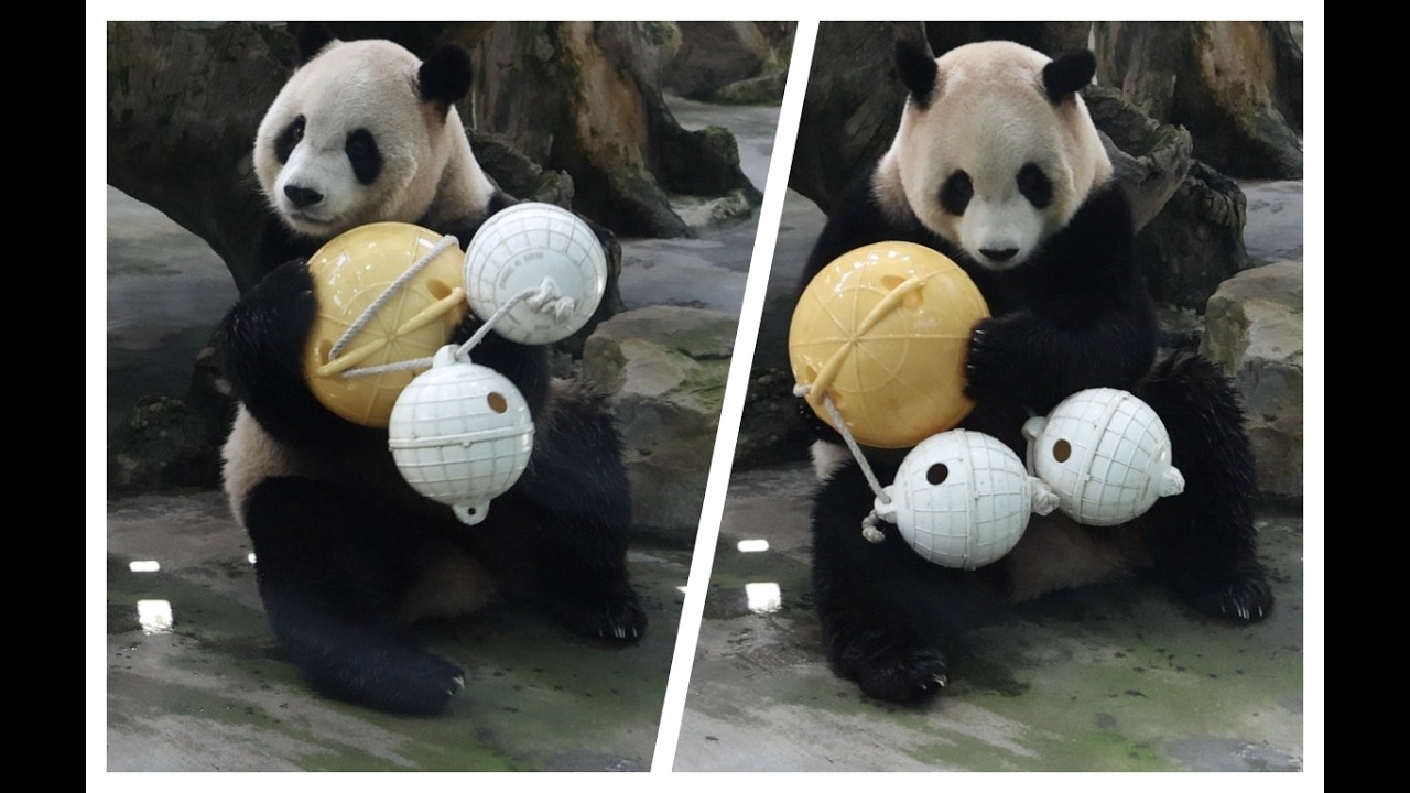 20260213 中午玩球才入內 圓寶選擇戶外睡(早餐+午餐) Giant Panda Yuan Bao